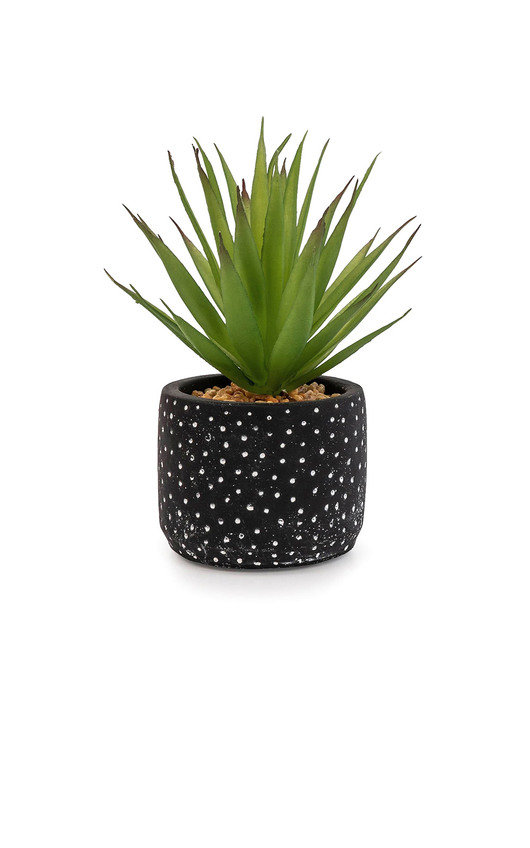 Aloe Vera Succulent Black and White Spotty Pot Aloe Vera Succulent Black and White Spotty Pot