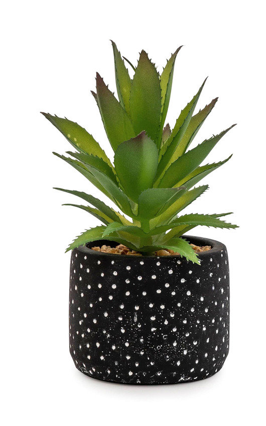 Spikey Succulent in Black and White Spotty Pot Spikey Succulent in Black and White Spotty Pot