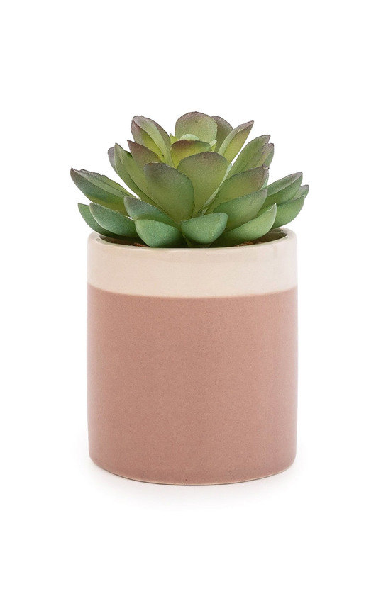Succulent in Beige Ceramic Pot with White Brim Succulent in Beige Ceramic Pot with White Brim