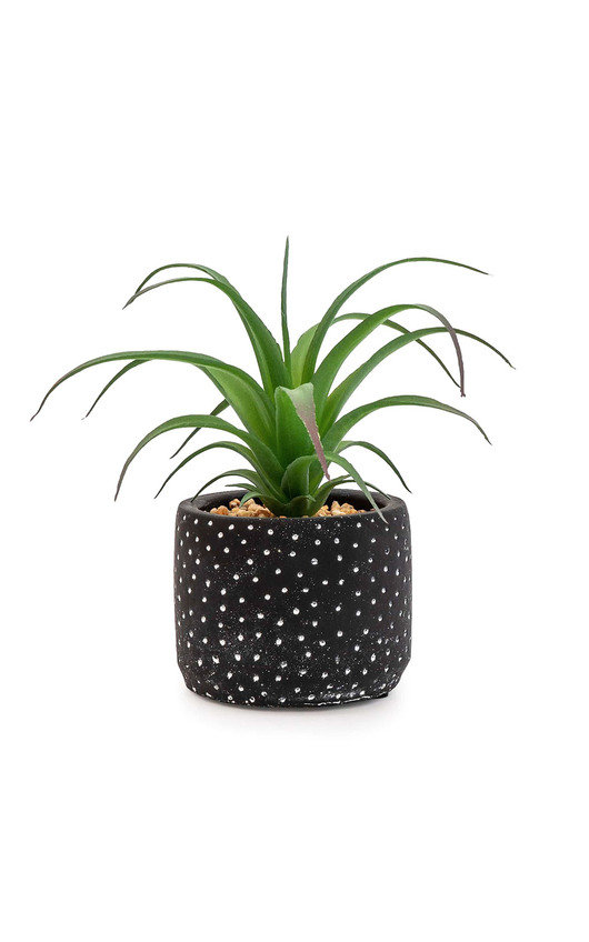 Succulent in Black and White Spotty Pot Succulent in Black and White Spotty Pot