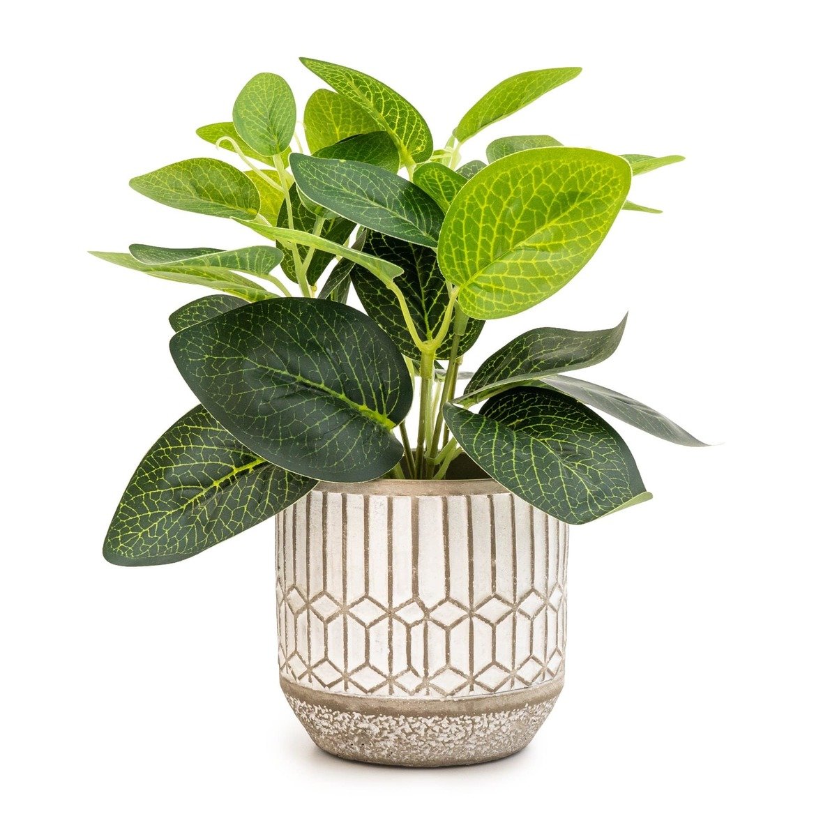 Evergreen Leaves in Cement Pot Grey Evergreen Leaves in Cement Pot Grey