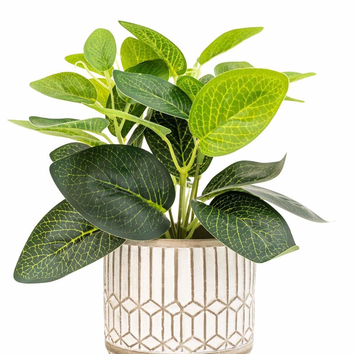 Evergreen Leaves in Cement Pot Grey Thumbnail Evergreen Leaves in Cement Pot Grey Thumbnail