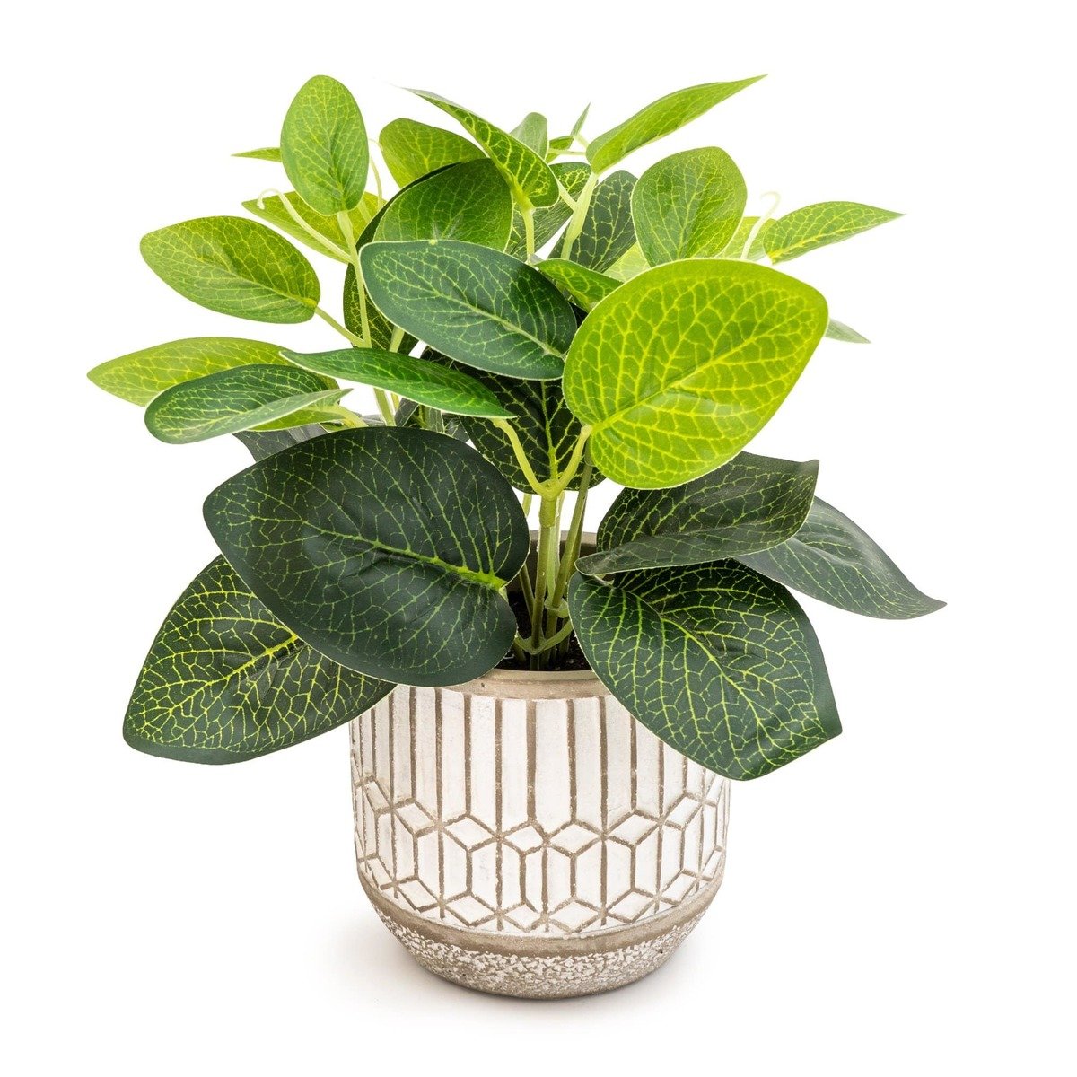 Evergreen Leaves in Cement Pot Grey Thumbnail Evergreen Leaves in Cement Pot Grey Thumbnail