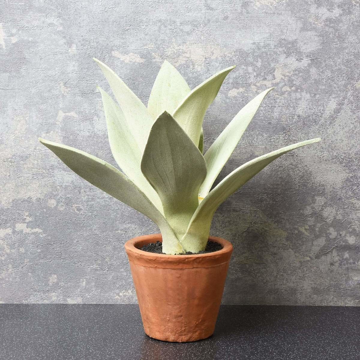 The Flower Patch Large Spikey Leaf Succulent Thumbnail The Flower Patch Large Spikey Leaf Succulent Thumbnail