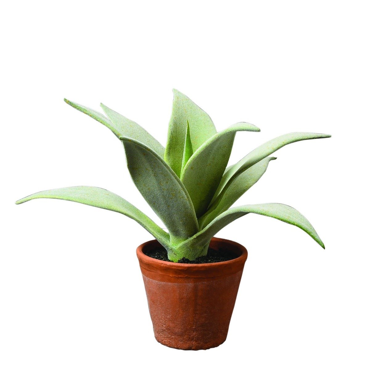 The Flower Patch Large Spikey Leaf Succulent The Flower Patch Large Spikey Leaf Succulent