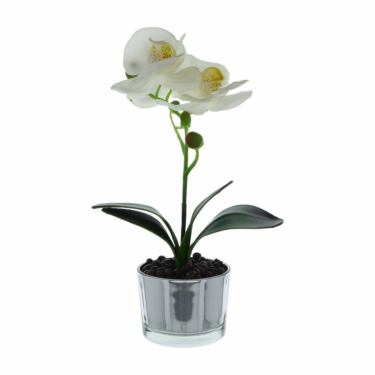 Beautiful White Orchid in Silver Glass Pot Beautiful White Orchid in Silver Glass Pot