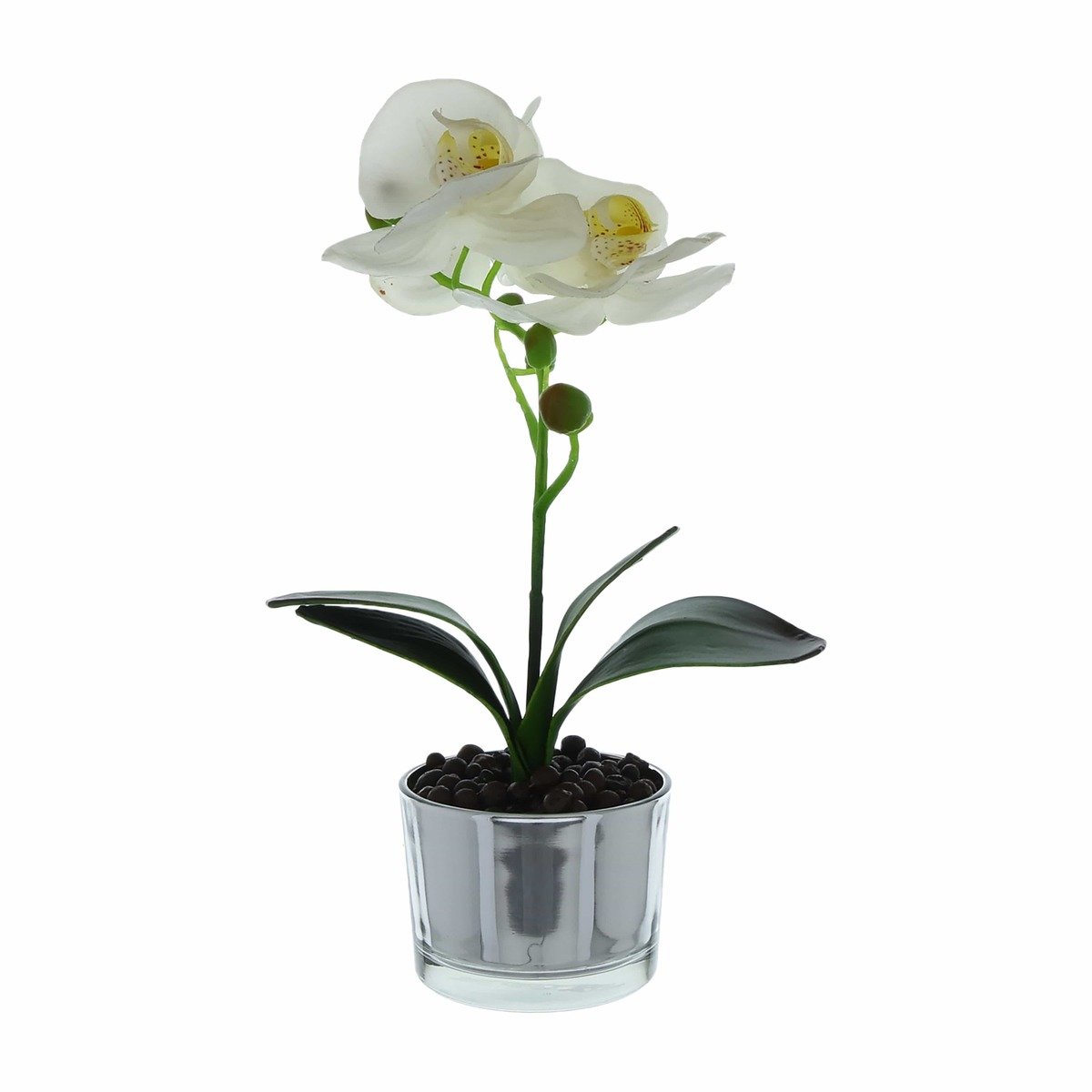 Beautiful White Orchid in Silver Glass Pot