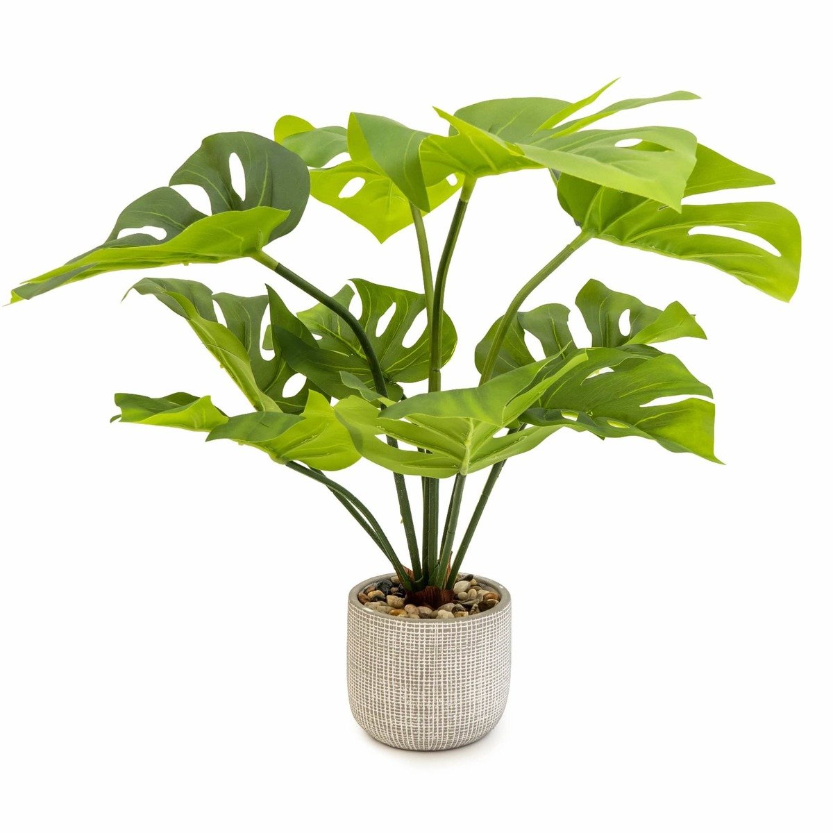 Large Cheese Plant in Round Cement Pot Large Cheese Plant in Round Cement Pot
