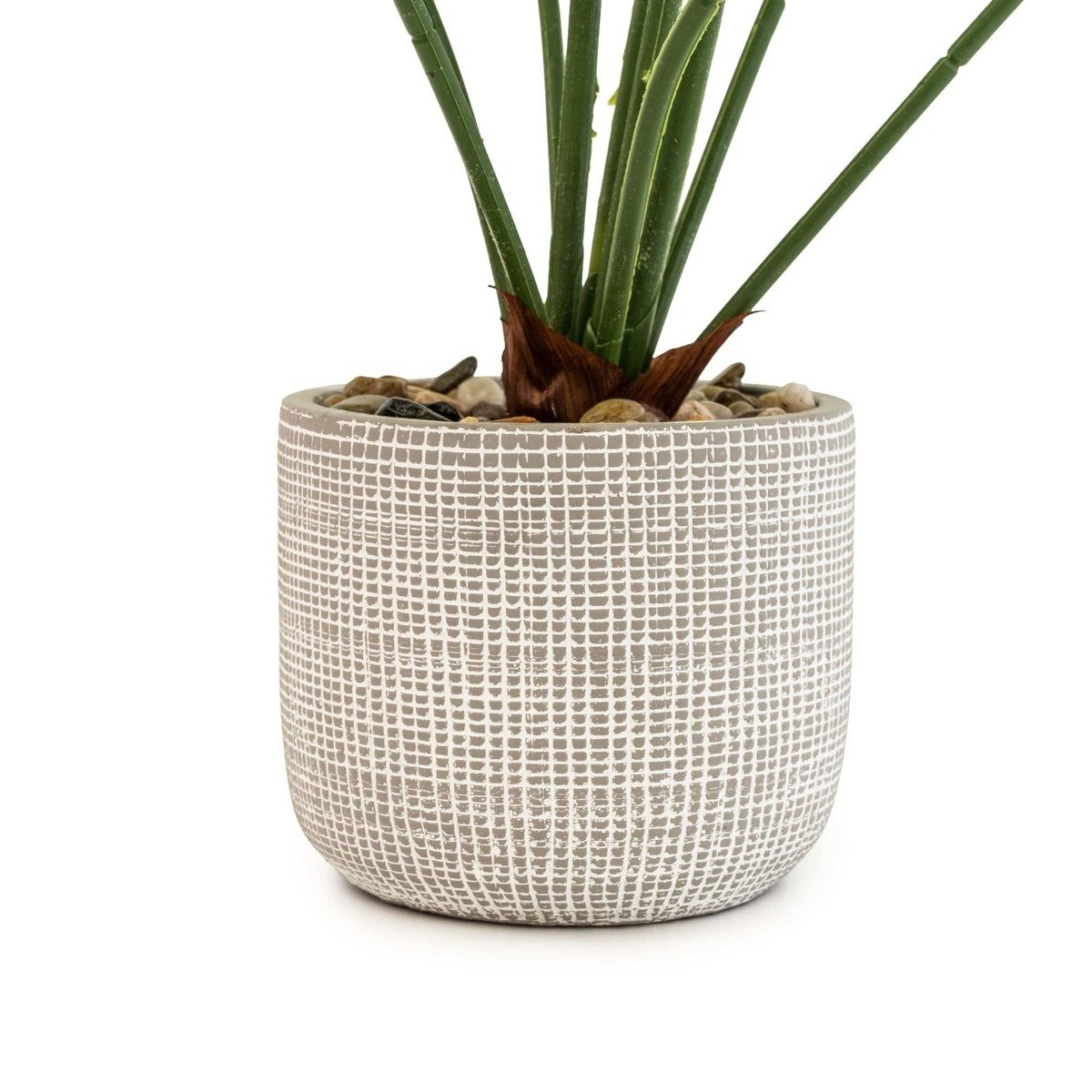 Large Cheese Plant in Round Cement Pot Thumbnail Large Cheese Plant in Round Cement Pot Thumbnail