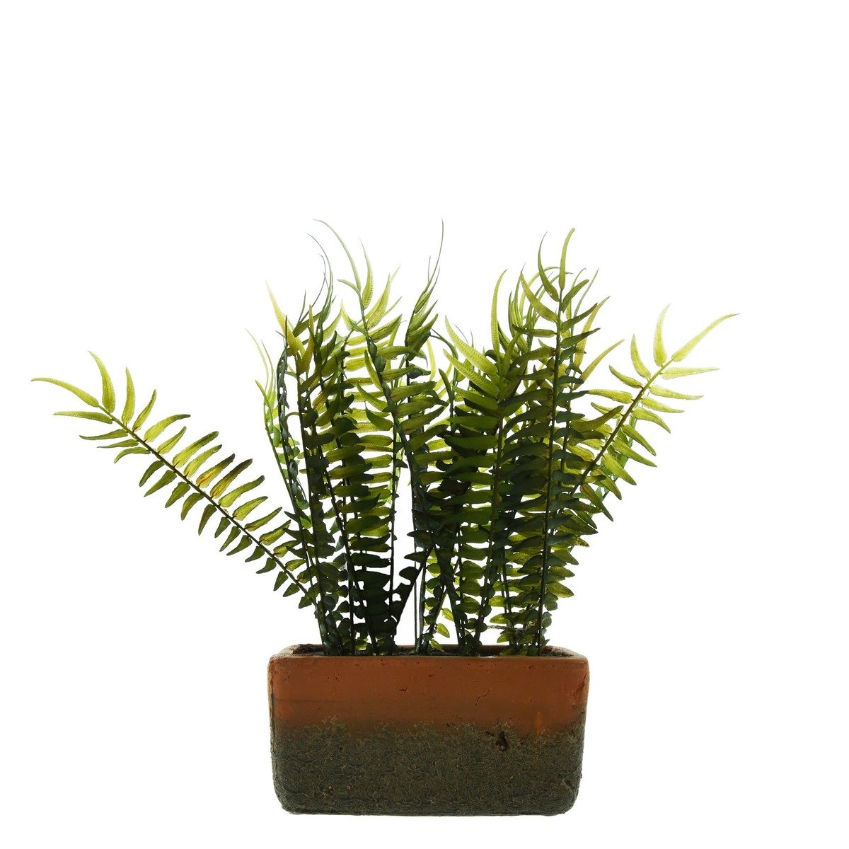 The Flower Patch Fern Rectangular Pot The Flower Patch Fern Rectangular Pot
