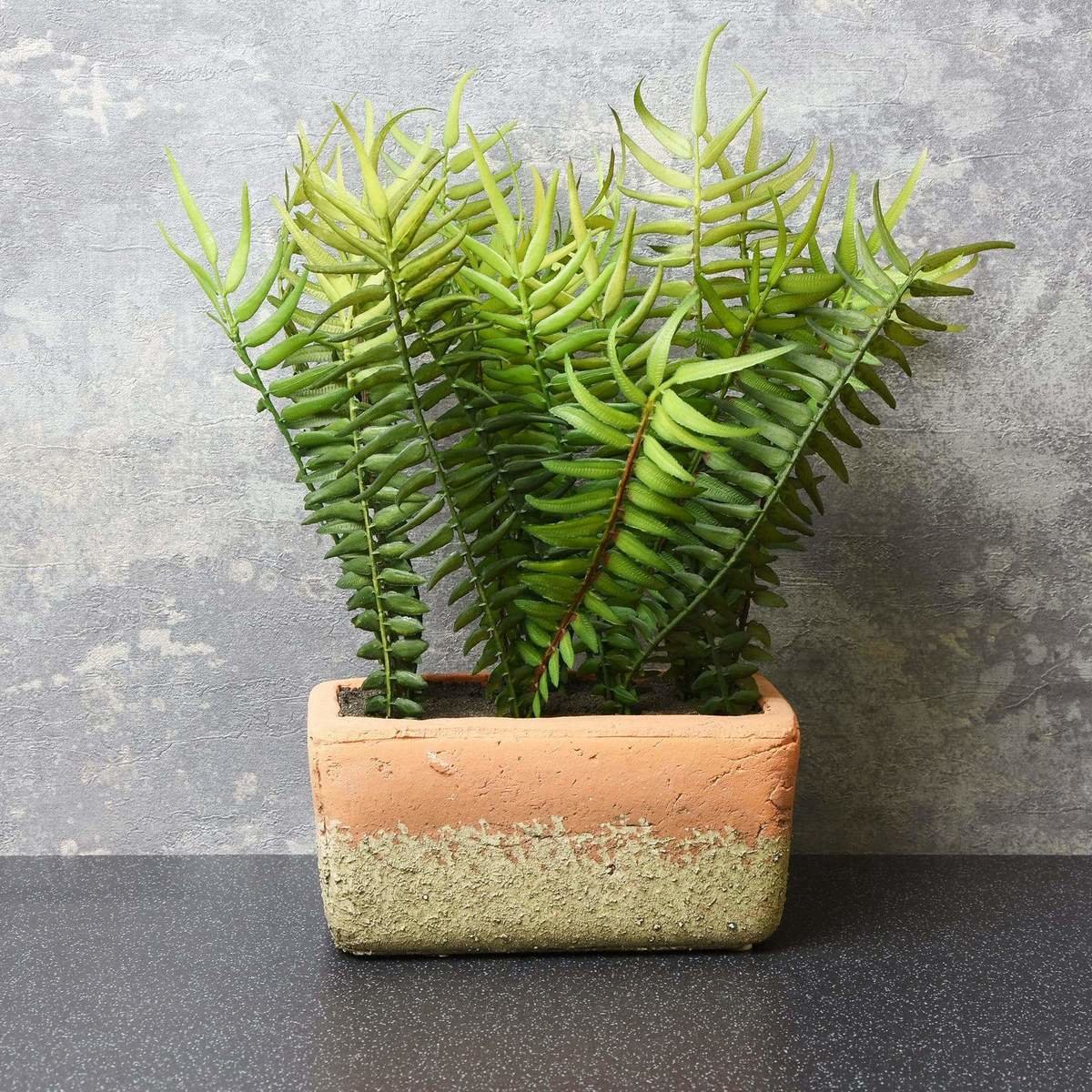 The Flower Patch Fern Rectangular Pot Thumbnail The Flower Patch Fern Rectangular Pot Thumbnail