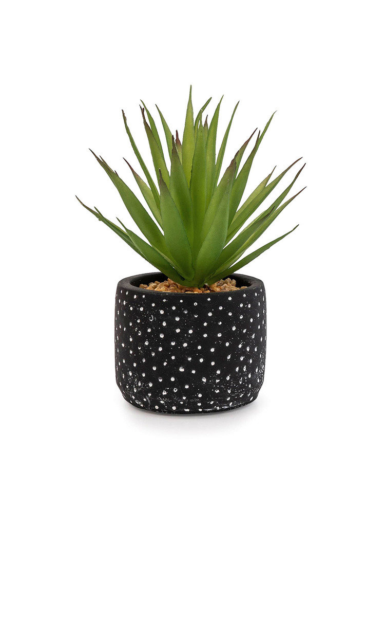 Aloe Vera Succulent Black and White Spotty Pot 