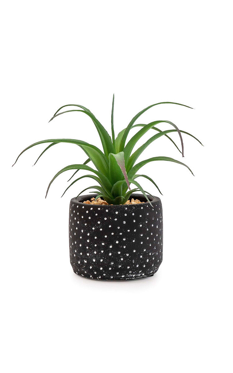 Succulent in Black and White Spotty Pot