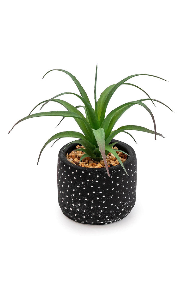 Succulent in Black and White Spotty Pot Thumbnail Succulent in Black and White Spotty Pot Thumbnail